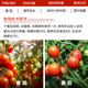 Aidoshou 1.8% sodium nitrophenolate flower and fruit coloring and root-promoting plant growth regulator 50ml