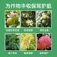 Guoguang Pesticide Naphthalene Acetate Plant Growth Regulator Flower Preservation and Fruit Preservation Medicine Prevent Fruit Falling Fruit Tree Flower and Fruit Treasure 100ml