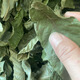 
Jiangxi Xiushui authentic wild green-money Liuyuan leaf tea Qingqian Liujin Liu tea Chinese herbal medicine health tea 500-year-old wild green-money Liuyuan leaf 250g 500-year-old authentic wild green-money Liuyuan leaf tea