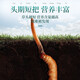 
30 fresh Cordyceps sinensis in Fudonghai (freshly harvested and air freighted by cold chain) about 0.6-0.8 grams to keep fresh throughout the process