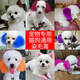 Dog hair dye, pet-specific VIP Bichon Teddy animal dye, cat dye, hair dye, Pomeranian long-lasting violet