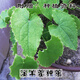 Qinling Epimedium Seeds Epimedium Seedlings Chinese Medicinal Seeds Fairy Spleen Three-branched Nine-leaf Grass 1Jin Jin is equal to 0.5kg rhizome with buds (more than 40 Song root powder) bare root without soil