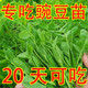 Graines de pois fushunde, graines de pointe de pois frais, graines de graines vertes printemps et automne, plantes en pot au balcon, graines de graines de pois spéciales [une pendant dix jours] # * 15932 Seeds d'origine améliorés ::: 2