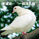 BOZAIJIA free-range pigeons in the forest, net weight 3.6 Jin [Jin equals 0.5 kg] 6 pieces in total, fresh earthy pigeon meat, free-range pigeon soup, direct source