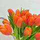 Sweet and Romantic Domestic Tulips 10 Random Colors