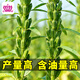 Xinyan high-yielding sesame seeds, four-sided, high-oil, multi-resistant black and white sesame seeds grown in farmers' fields in spring and summer, high-yielding white sesame seeds, Tianzhijiaozi 200g*1 bag