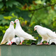 BOZAIJIA free-range pigeons in the forest, net weight 3.6 Jin [Jin equals 0.5 kg] 6 pieces in total, fresh earthy pigeon meat, free-range pigeon soup, direct source