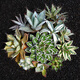 
ZKHE agave potted plant Blue Whale Nin Crown Auspicious Crown Takith Thunder Succulent Succulent Plant Combination Pot Plant Princess Thunder White Middle Spot Single Head 4-5cm Naked Root Without Soil