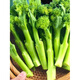 Broccoli moss seedlings, cauliflower seedlings, soil seedlings, broccoli moss seedlings, vegetable seedlings, four seasons broccoli, 10 broccoli moss seedlings, tender and sweet