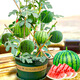 Farmer's Son Rock Sugar Kirin Watermelon Seed 8424 Seedlings Watermelon Seeds Southern Seeds Fruit Hanging Melon Home Planting Hand Treasure Potted Small Watermelon Seeds 20 capsules