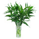 Multi-Headed Dragon Bamboo Lucky Bamboo Strong Transport Bamboo Water-raised Rooted Indoor Living Room Money Tree Flower Pots Gao Wenchang 2 Dragon Bamboo 30cm High Without Pot + Nutrient Solution