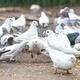 BOZAIJIA free-range pigeons in the forest, net weight 3.6 Jin [Jin equals 0.5 kg] 6 pieces in total, fresh earthy pigeon meat, free-range pigeon soup, direct source