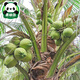 
Hainan coconut green fresh coconut 9 now peeled old coconut big pregnant women's fruits in the whole box of seasonal specialties 4 - 1050g (inclusive) or above
