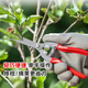 Ronix German gardening shears, fruit tree pruning scissors, garden pruning branches, floral scissors, flower pruning labor-saving garden scissors