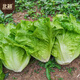 Beishu lettuce seed seedlings for all seasons, heat-resistant and bolting-resistant rapeseed seeds, about 5,000 pieces of Sucui No. 1 lettuce seeds
