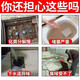 Septic tank dissolving agent feces decomposing agent dry toilet farm pig farm microbial septic waste water toilet deodorization bottle 500ml