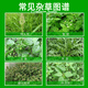 95% Glyphosate Ammonium Salt Rot Eradication Weed Killer Weed Killer Root Rot Agent Garden Courtyard Farmland Orchard Pesticide 4 Groups/8 Packs (95% High Content Weed Rot Rot)