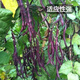Fengming Yashi green bean seeds spring and autumn purple beans farm field planting red beans seeds 200g