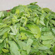 Green Money Willow Leaf Zhangjiajie Green Money Willow Feuille d'origine Ancient Tree Golden Money Willow Tea 1000g