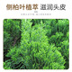 芃芃草官方旗舰店缕漾防脱固发育发洗发露棕色款改善头痒毛躁养发洗发露 300g*3袋