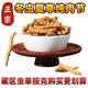 [Cordyceps authentiques] GRAND GRASSE BROCKE