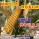 
NK718 corn seeds with high yield, short rods, double sticks, rice, south and north, drought resistance, Yunnan, Guizhou, Sichuan corn. New seeds are original NK718 [1.5 Jin [Jin equals 0.5 kg]] 1 bag of non-picking sticks. New seedlings are mature and not bald.