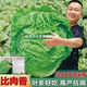 38 Jin Jin is equal to 0.5 kg. Overwintering Chinese cabbage seeds Shandong Chinese cabbage seeds. Chinese cabbage seeds are disease-resistant and high-yielding. Leafy cabbage. Original 5 packs (about 5000 grains) + Songpin. 38 Jin Jin is equal to 0.5 kg. Winter storage Chinese cabbage seeds.