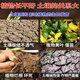 Soil Activator Black Water Fertilizer Improves Hardening and Loosening No Deep Plowing Vegetable Garden Soil Loosening Artifact 1kg 1 Bag Can Use Five Mu of Land