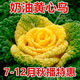 Yellow cabbage seeds, cold and wet-resistant, field garden planting, chrysanthemum heart cream, yellow cabbage vegetable seeds, standard, newly arrived, 2 packs of 2240 capsules