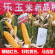 North China corn seed Yudan 808 corn seed high yield big cob corn seed with uniform ear length red shaft dent corn Yudan 808 (about 4400 grains about 3Jin Jin equals 0.5kg) North China planting