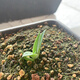 
Yingzhai Agave Niang Crown Blue Skin Green Skin Void Hidden Advanced Gray Fox Apricot Crab Sowing Green Plant Pot Plant Yaoyan EB Seedlings/1