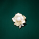 Qlady camellia brooch high-end women's pearl corsage anti-exposure pin scarf buckle birthday gift for mom's birthday