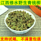 江西修水野生青钱柳叶茶清钱柳金钱柳嫩叶颗粒养生茶叶中草药材 500年古树青钱柳颗粒2000克 修水野生青钱柳嫩叶