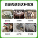 Yingmeier Yingmeier fattening sheep premix animal feed wholesale fattening king special bone and fat meat sheep goat fattening sheep premix 20kg*1 bag