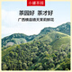 Xiaoguan Tea Garden Liujin Serie Pu'er Ripe Tea Lose Tee/Guangxi Hengxian Jasmine Tee 2 Dosen Kombination 120g