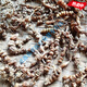 Mein Yutang Miaojia Guluzi Medicine Guizhou Perl Panax Notoginseng Chinesische medizinische Materialien Abacus Neun-Samen-Kettengras-Waschwäsche 500 g 500 g