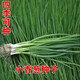 
Fenduoduo Xiaoxiang Dividing onion Four Seasons Spring Vegetables Authentic hollow onion seeds heat-resistant High-quality #tensive High-quality #strong fragrance Dividing onion seeds A9871 Fenduoduo 5 packs + fat
