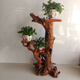 Xushansen Squêtement sculpté en bois massif racine nature naturelle Racine Ornement salon Bonsaï Camphor Wood Flower Pot Stand Art H6189