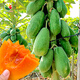 Nongzhi Hongfei Papaya Seeds are red-fleshed fruits grown in the south. Nongyou Hongfei Papaya Seeds 5g/red heart