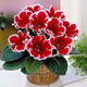 Double-flowered Gloxinia hibiscus flower seeds, easy to sow flowers in all seasons, indoor balcony potted flower seeds, mixed color pack (courtyard flower sea) Gloxinia-1 pack (about 100 grains)