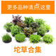 Fish tank aquatic plants, freshwater aquatic plants, fish farming, aquatic plants, lazy real aquatic plants, cold water aquatic plants, grass landscaping, pearl grass (5 cm)