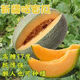 Crisp and sweet cantaloupe for all seasons Xinjiang reticulated cantaloupe spring, summer and autumn garden potted fruit new species cantaloupe seeds special offer 3 packs of about 155 seeds
