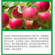 Huliankong paclobutrazol 25% dwarfing agent chlormequat, apple fruit tree control overgrowth growth regulator 1kg