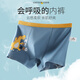 Yu Zhaolin children's underwear boys pure cotton antibacterial boxer briefs small baby boy medium and large children's boxer shorts without pp underwear