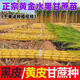 Four Seasons Fruit Gold Seedlings Gold White Jade North and South Planting Sweet Guangxi Black Sugar Cane Seeds with Spores Gui 2 Black Skin 100 Roots Crispy Fruit Sugar Cane Seedlings