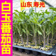 Yimi Zhu Shouguang White Jade Tomato Seedlings Millennium Cherry Tomato Cherry Persimmon Seeds White Fei White Pearl Black Rose with Soil Ball 5 Black Rose Tomato Seedlings + 1 Free + 1 Pack of Fertilizer