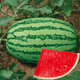Northern Vegetable Lazy Han King Watermelon Seed Extra Large Giant Southern Balcony Seasonal Fruit Green Emperor Lazy Han King Watermelon Seed 50g 5 barrels
