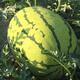 Northern Vegetable Lazy Han King Watermelon Seed Extra Large Giant Southern Balcony Seasonal Fruit Green Emperor Lazy Han King Watermelon Seed 50g 5 barrels