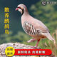 SF Alpine Partridge farm-raised edible dragon bird, pheasant, Huainan nutritious, delicious, steamed and fresh, 2 packs, 7-8 taels each, eviscerated