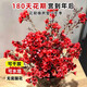 Blooming fruit, Australian wintersweet hydroponic fresh branches, real flowers, shipped with flowers, New Year flowers dried branches, fresh cut New Year's Eve flower pots in winter, A-grade red 60-80cm 8 branches + 2 New Year pendants + preservative